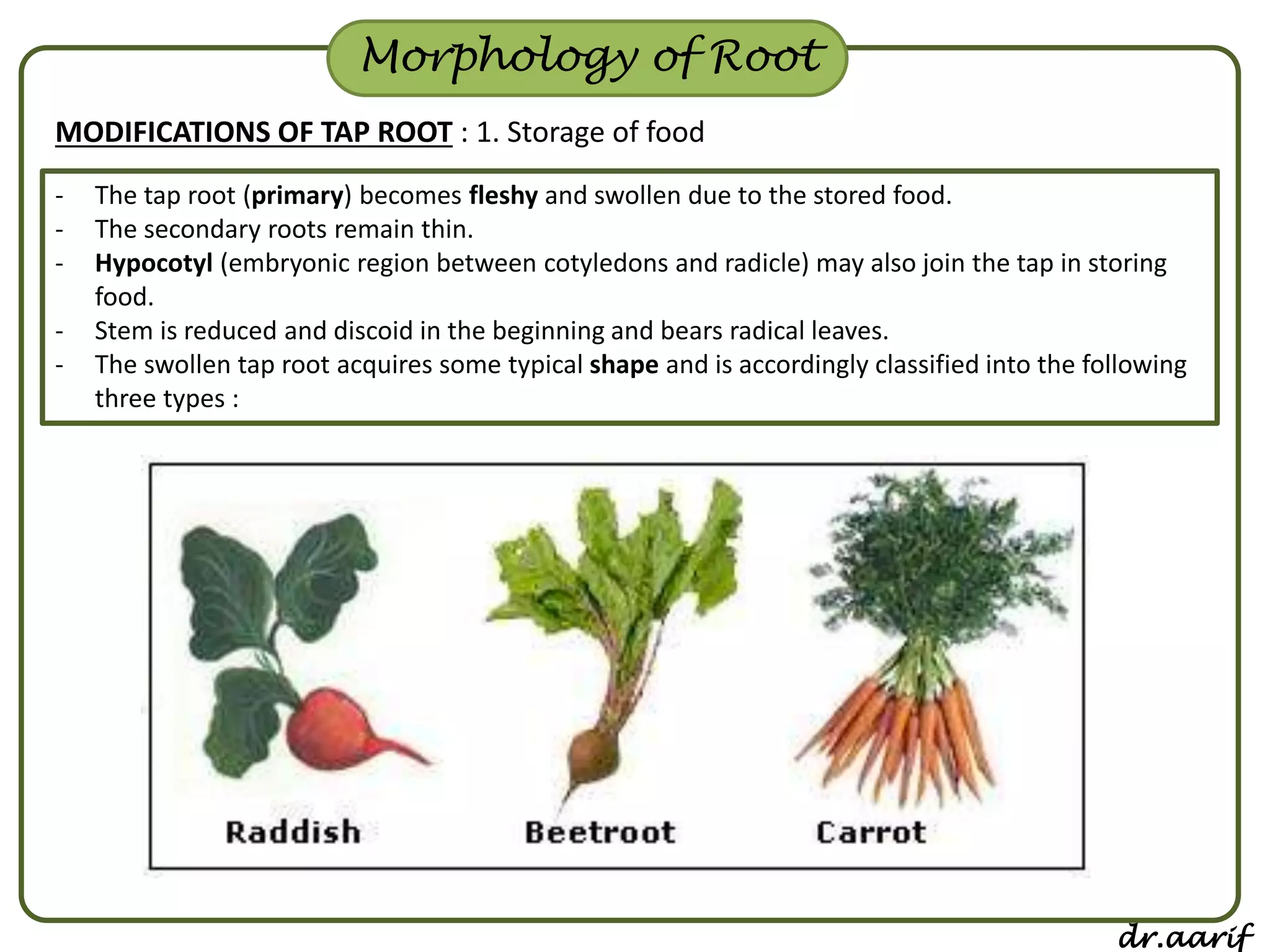 Morphology of flowering plants - I (root, stem & leaf) | PPSX
