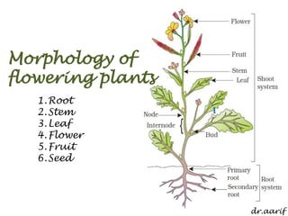 Morphology of 
flowering plants 
dr.aarif 
1.Root 
2.Stem 
3.Leaf 
4.Flower 
5.Fruit 
6.Seed 
 