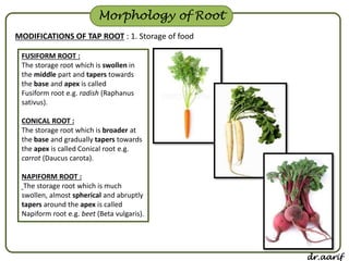 Morphology of flowering plants - I (root, stem & leaf) | PPSX