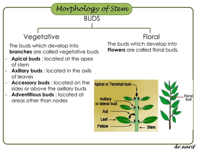 Morphology of flowering plants - I (root, stem & leaf) | PPSX