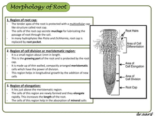 Morphology of flowering plants - I (root, stem & leaf) | PPSX