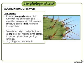 Morphology of flowering plants - I (root, stem & leaf) | PPSX