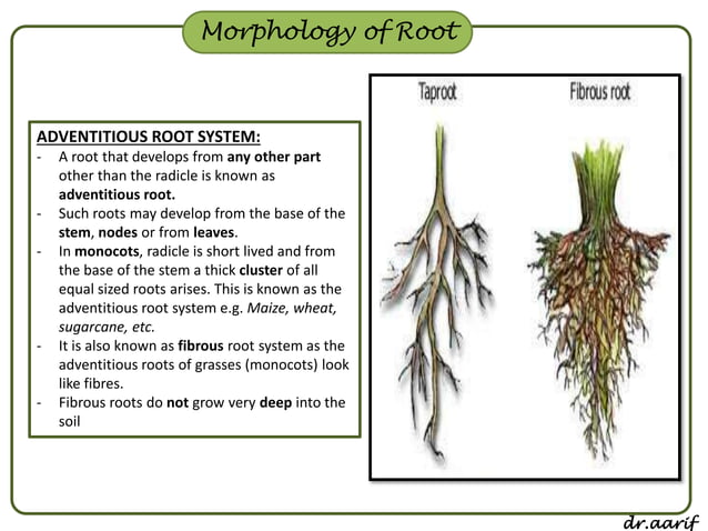 Morphology of flowering plants - I (root, stem & leaf) | PPSX