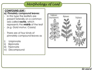 Morphology of flowering plants - I (root, stem & leaf)