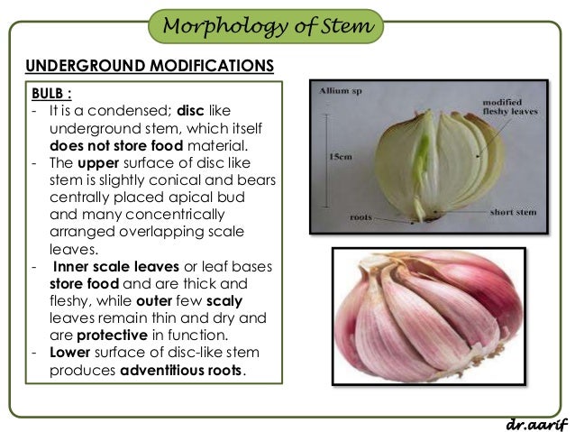 Examples Of Plants That Store Food In Their Stems Examples Of Plants That Store Food In Their Stems