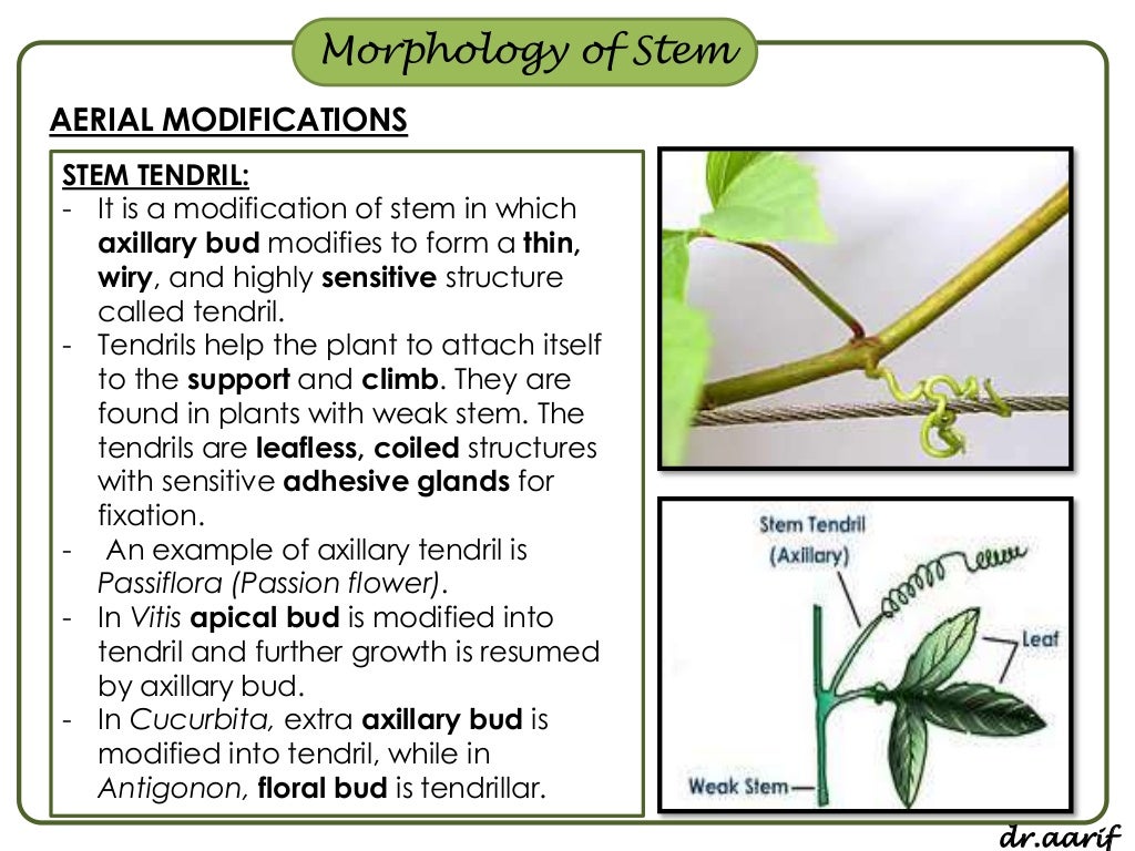 Plant Anatomy And Morphology