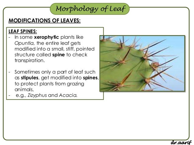 Leaf Modifications Gallery