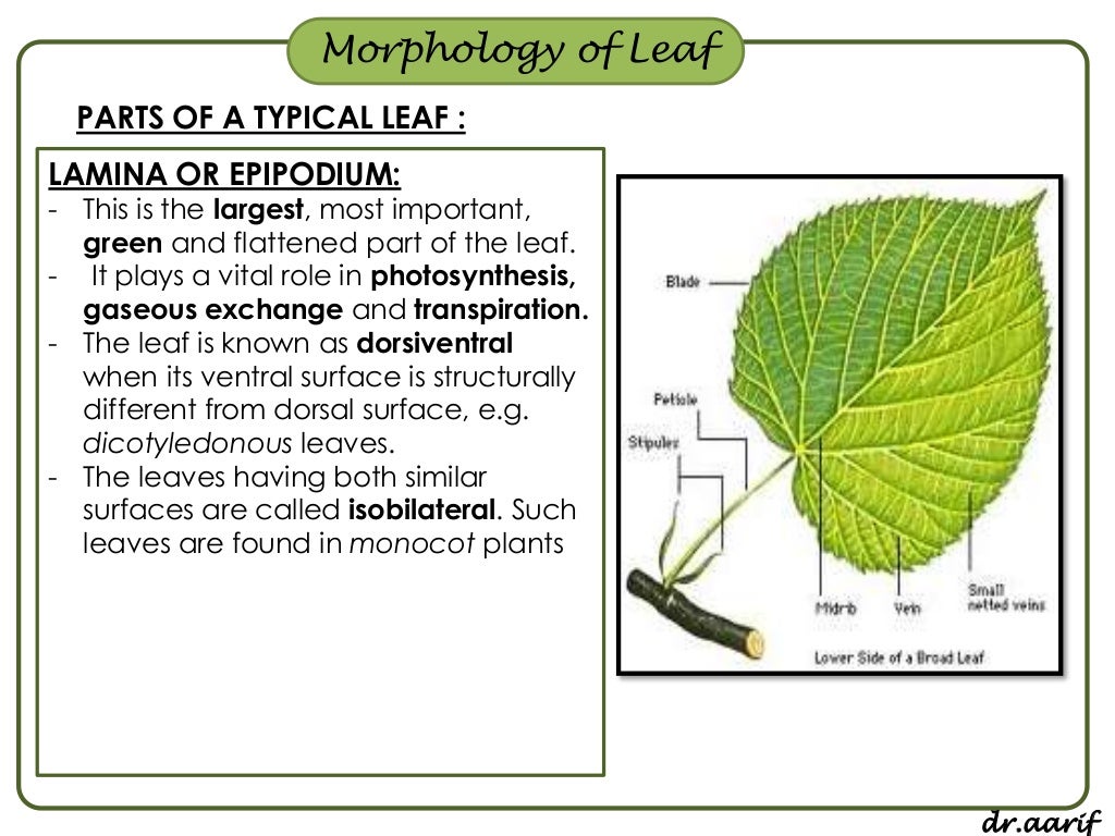 Morphology of flowering plants I (root, stem &amp; leaf)