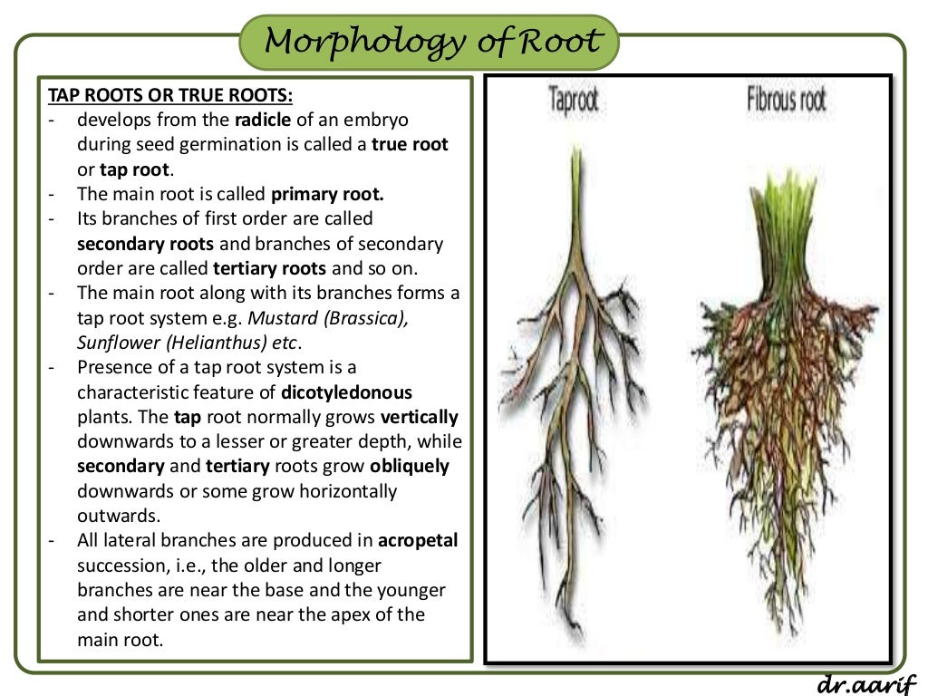 I root com. Строение корня подсолнечника. Строение корня подсолнуха. Корневая система подсолнечника. Тип корневой системы у подс.
