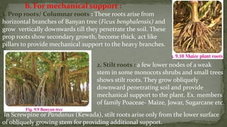 Pivot Roots Morphology of flowering plants ......... | PDF
