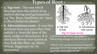 Morphology of flowering plants ......... | PDF