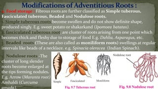 Fasculated Roots Morphology of flowering plants ......... | PDF