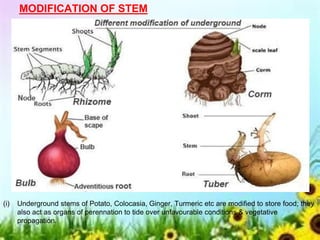 MODIFICATION OF STEM
(i) Underground stems of Potato, Colocasia, Ginger, Turmeric etc are modified to store food; they
also act as organs of perennation to tide over unfavourable conditions & vegetative
propagation.
 