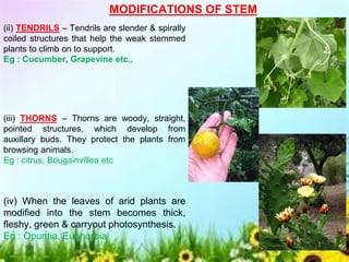 MODIFICATIONS OF STEM
(ii) TENDRILS – Tendrils are slender & spirally
coiled structures that help the weak stemmed
plants to climb on to support.
Eg : Cucumber, Grapevine etc.,
(iii) THORNS – Thorns are woody, straight,
pointed structures, which develop from
auxillary buds. They protect the plants from
browsing animals.
Eg : citrus, Bougainvillea etc
(iv) When the leaves of arid plants are
modified into the stem becomes thick,
fleshy, green & carryout photosynthesis.
Eg : Opuntia, Euphorbia
 