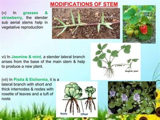MODIFICATIONS OF STEM
(v) In grasses &
strawberry, the slender
sub aerial stems help in
vegetative reproduction
vi) In Jasmine & mint, a slender lateral branch
arises from the base of the main stem & help
to produce a new plant.
(vii) In Pistia & Eichornia, it is a
lateral branch with short and
thick internodes & nodes with
rosette of leaves and a tuft of
roots
 