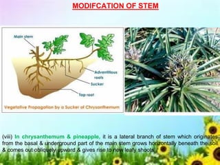 MODIFCATION OF STEM
(viii) In chrysanthemum & pineapple, it is a lateral branch of stem which originates
from the basal & underground part of the main stem grows horizontally beneath the soil
& comes out obliquely upward & gives rise to new leafy shoots
 