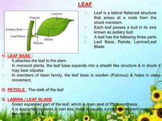 LEAF
🡪 Leaf is a lateral flattened structure
that arises at a node from the
shoot meristem.
🡪 Each leaf passes a bud in its axis
known as axillary bud
🡪 A leaf has the following three parts
🡪 Leaf Base, Petiole, Lamina/Leaf
Blade
1) LEAF BASE :
🡪 It attaches the leaf to the stem
🡪 In monocot plants, the leaf base expands into a sheath like structure & in dicots it
may bear stipules
🡪 In members of bean family, the leaf base is swollen (Pulvinus) & helps in sleep
movement.
2) PETIOLE : The stalk of the leaf
3) LAMINA / LEAF BLADE
🡪 Green expanded part of the leaf, which is main seat of Photosynthesis
🡪 It is supported by veins & vein lets, there is usually a middle prominent vein, caked
the mid rib
 