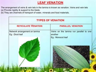 LEAF VENATION
The arrangement of veins & vein lets in the lamina is known as venation. Veins and vein lets
(a) Provide rigidity & support to the blade.
(b) They are channels of transport of water, minerals and food materials.
TYPES OF VENATION
RETICULATE VENATION PARALLEL VENATION
Network arrangement on lamina
Eg : Dicot leaf
Veins on the lamina run parallel to one
another
Eg : Monocot leaf
 