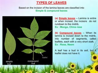 TYPES OF LEAVES
Based on the incision of the lamina leaves are classified into
Simple & compound leaves
(a) Simple leaves – Lamina is entire
or when incised, the incisors do not
rundown to the midrib.
Ex : Mango, China rose
(b) Compound leaves – When its
lamina is incised down to the midrib,
into number of segments, called
leaflets, each with a very short stalk.
Ex : Rose, Neem
A leaf has a bud in its axil, but a
leaflet does not have it.
 