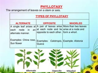 PHYLLOTAXY
The arrangement of leaves on a stem or axis.
TYPES OF PHYLLOTAXY
ALTERNATE OPPOSITE WHORLED
A single leaf arises at
each node in an
alternate manner.
Examples: China rose,
Sun flower
A pair of leaves arise
at each node and lie
opposite to each other.
Examples: Calotropis,
Guava
More than two leaves
arise at a node and
form a whorl.
Example: Alstonia
 