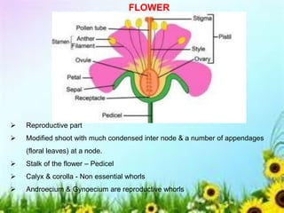 FLOWER
➢ Reproductive part
➢ Modified shoot with much condensed inter node & a number of appendages
(floral leaves) at a node.
➢ Stalk of the flower – Pedicel
➢ Calyx & corolla - Non essential whorls
➢ Androecium & Gynoecium are reproductive whorls
 
