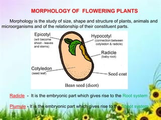 MORPHOLOGY OF FLOWERING PLANTS
Morphology is the study of size, shape and structure of plants, animals and
microorganisms and of the relationship of their constituent parts.
Radicle - It is the embryonic part which gives rise to the Root system
Plumule - It is the embryonic part which gives rise to the Shoot system
 