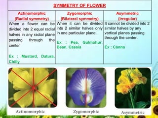 SYMMETRY OF FLOWER
Actinomorphic
(Radial symmetry)
Zygomorphic
(Bilateral symmetry)
Asymmetric
(irregular)
When a flower can be
divided into 2 equal radial
halves in any radial plane
passing through the
center
Ex : Mustard, Datura,
Chilly
When it can be divided
into 2 similar halves only
in one particular plane.
Ex : Pea, Gulmohur,
Bean, Cassia
It cannot be divided into 2
similar halves by any
vertical planes passing
through the center.
Ex : Canna
 