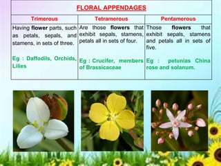 FLORAL APPENDAGES
Trimerous Tetramerous Pentamerous
Having flower parts, such
as petals, sepals, and
stamens, in sets of three.
Eg : Daffodils, Orchids,
Lilies
Are those flowers that
exhibit sepals, stamens,
petals all in sets of four.
Eg : Crucifer, members
of Brassicaceae
Those flowers that
exhibit sepals, stamens
and petals all in sets of
five.
Eg : petunias China
rose and solanum.
 