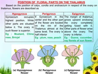 Hypogynous Perigynous Epigynous
Gynoecium occupies
highest position. While
other parts are situated
below it. The ovary in
such flower is superior.
Eg : Mustard, China
rose, Brinjal
If Gynoecium in the
center and the other part
of the flower are located
on the rim of the
Thalamus almost at the
same level. The ovary is
half inferior
Eg : plum, rose, peach
The margin of thalamus
grows upward enclosing
the ovary completely
getting fused with it.
Other parts of flower arise
above the ovary. The
ovary is inferior.
Eg : Guava, cucumber,
ray florets of sun flower
POSITION OF FLORAL PARTS ON THE THALAMUS
Based on the position of calyx, corolla and androecium in respect of the ovary on
thalamus, flowers are described as
 