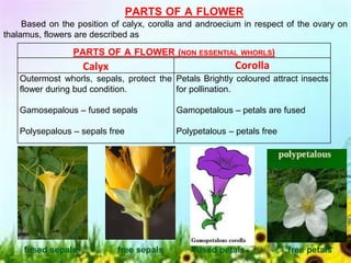 Morphology of Flowering Plants BY AWANTIKA.pdf