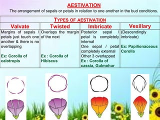 TYPES OF AESTIVATION
Valvate Twisted Imbricate Vexillary
Margins of sepals /
petals just touch one
another & there is no
overlapping
Ex: Corolla of
calotropis
Overlaps the margin
of the next
Ex : Corolla of
Hibiscus
Posterior sepal /
petal is completely
internal
One sepal / petal
completely external
Other 3 overlapped
Ex : Corolla of
cassia, Gulmohur
(Descendingly
imbricate)
Ex: Papilionaceous
Corolla
AESTIVATION
The arrangement of sepals or petals in relation to one another in the bud conditions.
 