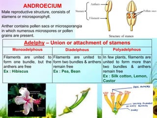 Adelphy – Union or attachment of stamens
Monoadelphous Diadelphous Polyadelphous
Filaments are united to
form one bundle, but the
anthers are free
Ex : Hibiscus
Filaments are united to
form two bundles & anthers
remain free
Ex : Pea, Bean
In few plants, filaments are
united to form more than
two bundles & anthers
remain free
Ex : Silk cotton, Lemon,
Castor
ANDROECIUM
Male reproductive structure, consists of
stamens or microsporophyll.
Anther contains pollen sacs or microsporangia
in which numerous microspores or pollen
grains are present.
 