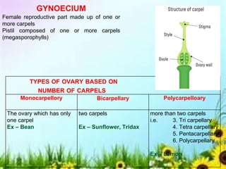 TYPES OF OVARY BASED ON
NUMBER OF CARPELS
Monocarpellory Bicarpellary Polycarpelloary
The ovary which has only
one carpel
Ex – Bean
two carpels
Ex – Sunflower, Tridax
more than two carpels
i.e. 3. Tri carpellary
4. Tetra carpellary
5. Pentacarpellary
6. Polycarpellary
Ex – Lemon
GYNOECIUM
Female reproductive part made up of one or
more carpels
Pistil composed of one or more carpels
(megasporophylls)
 