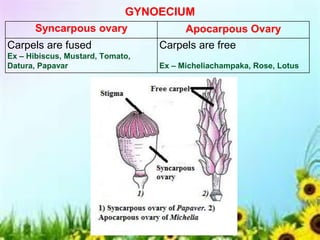 Syncarpous ovary Apocarpous Ovary
Carpels are fused
Ex – Hibiscus, Mustard, Tomato,
Datura, Papavar
Carpels are free
Ex – Micheliachampaka, Rose, Lotus
GYNOECIUM
 
