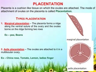 PLACENTATION
Placenta is a cushion like tissue on which the ovules are attached. The mode of
attachment of ovules on the placenta is called Placentation.
TYPES PLACENTATION
1. Marginal placentation – The placenta forms a ridge
along the ventral suture of the ovary and the ovules
borne on the ridge forming two rows
Ex – pea, Beans
2. Axile placentation – The ovules are attached to it in a
multilocular ovary.
Ex – China rose, Tomato, Lemon, ladies finger
 
