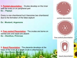 3. Parietal placentation : Ovules develop on the inner
wall the ovary or on peripheral part
Ex ; Papaya
Ovary is one chambered but it becomes two chambered
due to the formation of the false septum
Ex : Mustard, Argemone
4. Free central Placentation : The ovules are borne on
central axis and septa are absent
Ex – Dianthus, Primrose
5. Basal Placentation : The placenta develops at the
base of the ovary & a single ovule is attached to it
Ex – Sun flower, Marigold
 