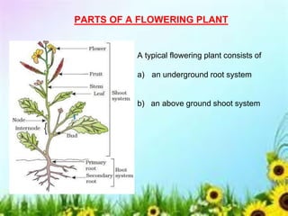 PARTS OF A FLOWERING PLANT
A typical flowering plant consists of
a) an underground root system
b) an above ground shoot system
 
