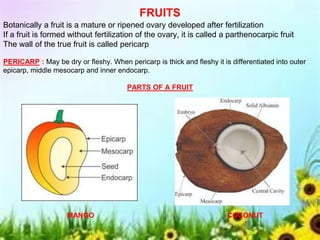 FRUITS
Botanically a fruit is a mature or ripened ovary developed after fertilization
If a fruit is formed without fertilization of the ovary, it is called a parthenocarpic fruit
The wall of the true fruit is called pericarp
PERICARP : May be dry or fleshy. When pericarp is thick and fleshy it is differentiated into outer
epicarp, middle mesocarp and inner endocarp.
PARTS OF A FRUIT
MANGO COCONUT
 