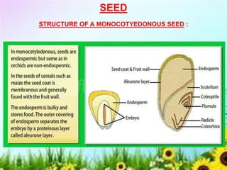 SEED
STRUCTURE OF A MONOCOTYEDONOUS SEED :
 