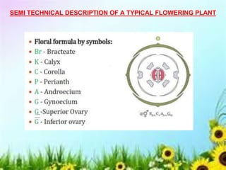 SEMI TECHNICAL DESCRIPTION OF A TYPICAL FLOWERING PLANT
 