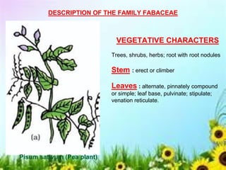 DESCRIPTION OF THE FAMILY FABACEAE
VEGETATIVE CHARACTERS
Trees, shrubs, herbs; root with root nodules
Stem : erect or climber
Leaves : alternate, pinnately compound
or simple; leaf base, pulvinate; stipulate;
venation reticulate.
Pisum sativum (Pea plant)
 