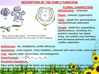 DESCRIPTION OF THE FAMILY FABACEAE
FLORAL CHARACTERS
Inflorescence : racemose
Flower : bisexual, zygomorphic
Calyx : sepals five, gamosepalous;
valvate/imbricate aestivation
Corolla : petals five, polypetalous,
papilionaceous, consisting of a
posterior standard, two lateral
wings, two anterior ones forming a
keel (enclosing stamens and pistil),
vexillary aestivation
Androecium : ten, diadelphous, anther dithecous
Gynoecium : ovary superior, mono carpellary, unilocular with many ovules, style single
Fruit : legume; seed: one to many, non-endospermic
Floral Formula :
Economic importance :
Many plants belonging to the family are sources of pulses (gram, arhar, sem, moong,
soyabean; edible oil (soyabean, groundnut); dye (Indigofera); fibres (sunhemp); fodder
(Sesbania, Trifolium), ornamentals (lupin, sweet pea); medicine (muliathi).
 