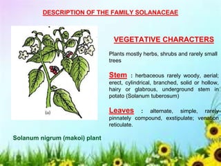 DESCRIPTION OF THE FAMILY SOLANACEAE
VEGETATIVE CHARACTERS
Plants mostly herbs, shrubs and rarely small
trees
Stem : herbaceous rarely woody, aerial;
erect, cylindrical, branched, solid or hollow,
hairy or glabrous, underground stem in
potato (Solanum tuberosum)
Leaves : alternate, simple, rarely
pinnately compound, exstipulate; venation
reticulate.
Solanum nigrum (makoi) plant
 