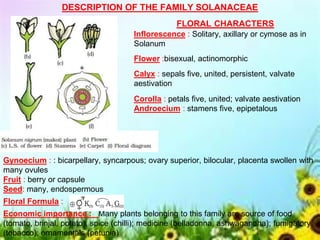 DESCRIPTION OF THE FAMILY SOLANACEAE
FLORAL CHARACTERS
Inflorescence : Solitary, axillary or cymose as in
Solanum
Flower :bisexual, actinomorphic
Calyx : sepals five, united, persistent, valvate
aestivation
Corolla : petals five, united; valvate aestivation
Androecium : stamens five, epipetalous
Gynoecium : : bicarpellary, syncarpous; ovary superior, bilocular, placenta swollen with
many ovules
Fruit : berry or capsule
Seed: many, endospermous
Floral Formula :
Economic importance : Many plants belonging to this family are source of food
(tomato, brinjal, potato), spice (chilli); medicine (belladonna, ashwagandha); fumigatory
(tobacco); ornamentals (petunia)
 
