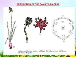 DESCRIPTION OF THE FAMILY LILIACEAE
 