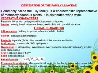DESCRIPTION OF THE FAMILY LILIACEAE
Commonly called the ‘Lily family’ is a characteristic representative
of monocotyledonous plants. It is distributed world wide.
VEGETATIVE CHARACTERS
Perennial herbs with underground bulbs/corms/ rhizomes
Leaves : mostly basal, alternate, linear, exstipulate with parallel venation
FLORAL CHARACTERS
Inflorescence : solitary / cymose; often umbellate clusters
Flower : bisexual; actinomorphic
Perianth: tepal six (3+3), often united into tube; valvate aestivation
Androecium : stamen six, 3+3, epitepalous
Gynoecium : : tricarpellary, syncarpous, ovary superior, trilocular with many ovules;
axile placentation
Fruit : capsule, rarely berry
Seed: endospermous
Floral Formula :
Economic importance : Many plants belonging to this family are good ornamentals
(tulip, Gloriosa), source of medicine (Aloe), vegetables (Asparagus), and colchicine
(Colchicum autumnale).
 