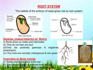 ROOT SYSTEM
The radicle of the embryo of seed gives rise to root system
GENERAL CHARACTERISTICS OF ROOTS
(i) Roots show no nodes and internodes
(ii) They do not bear any bud
(iii)They are positively geotropic & negatively
phototrophic
(iv) The roots are normally underground & non green
FUNCTIONS OF ROOT SYSTEM
(i) Roots anchor the plant to the soil
(ii) They absorbs water & minerals from the soil
(iii) The root tip synthesize plant growth regulates
 