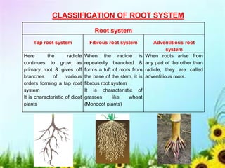 Remaining Roots Classifications Morphology of Flowering Plants BY AWANTIKA.pdf
