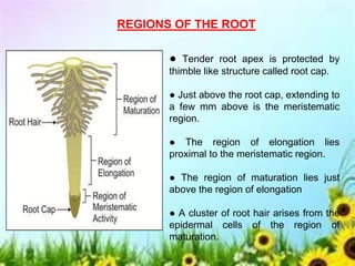REGIONS OF THE ROOT
● Tender root apex is protected by
thimble like structure called root cap.
● Just above the root cap, extending to
a few mm above is the meristematic
region.
● The region of elongation lies
proximal to the meristematic region.
● The region of maturation lies just
above the region of elongation
● A cluster of root hair arises from the
epidermal cells of the region of
maturation.
 