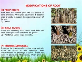Preformed Roots Morphology of Flowering Plants BY AWANTIKA.pdf
